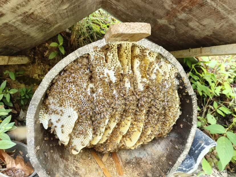 神农架深山百花蜂蜜