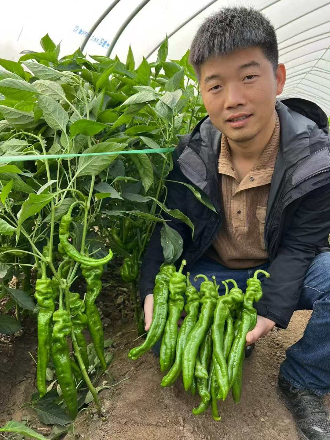 欧兰德绚丽29辣椒种子早熟薄皮皱皮螺丝椒种子辣味浓螺丝椒种子