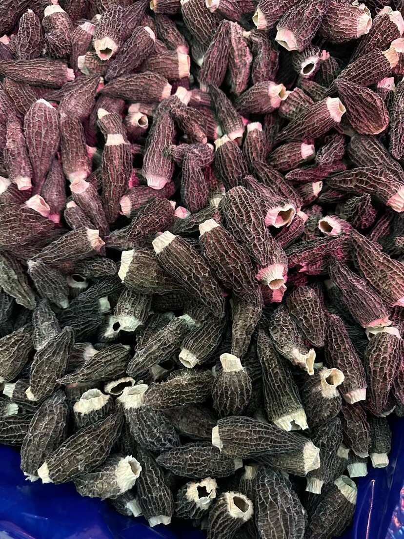 羊肚菌 中大号剪柄 干货