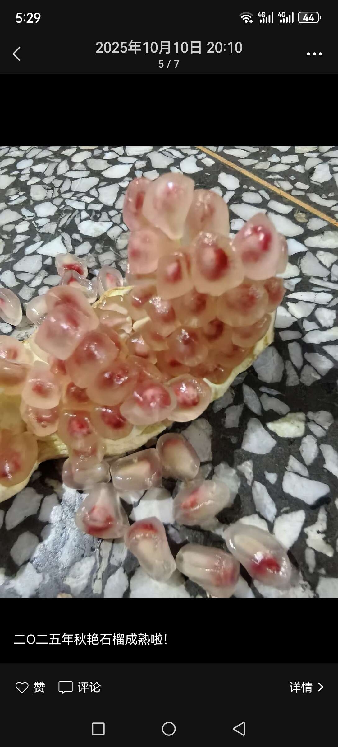 超大籽秋艳石榴树苗，皮薄粒大，耐寒，不易裂口，适合南北方种植