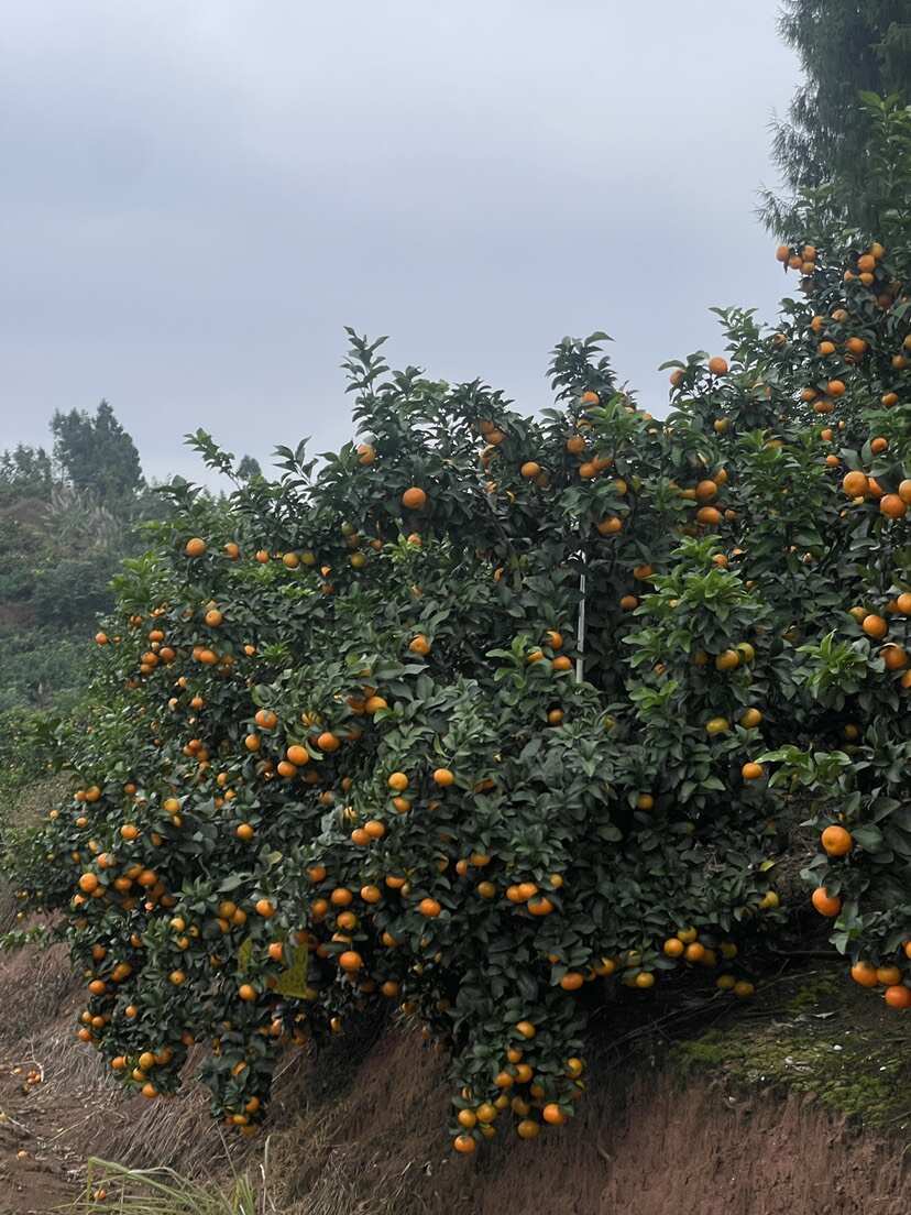 四川砂糖橘