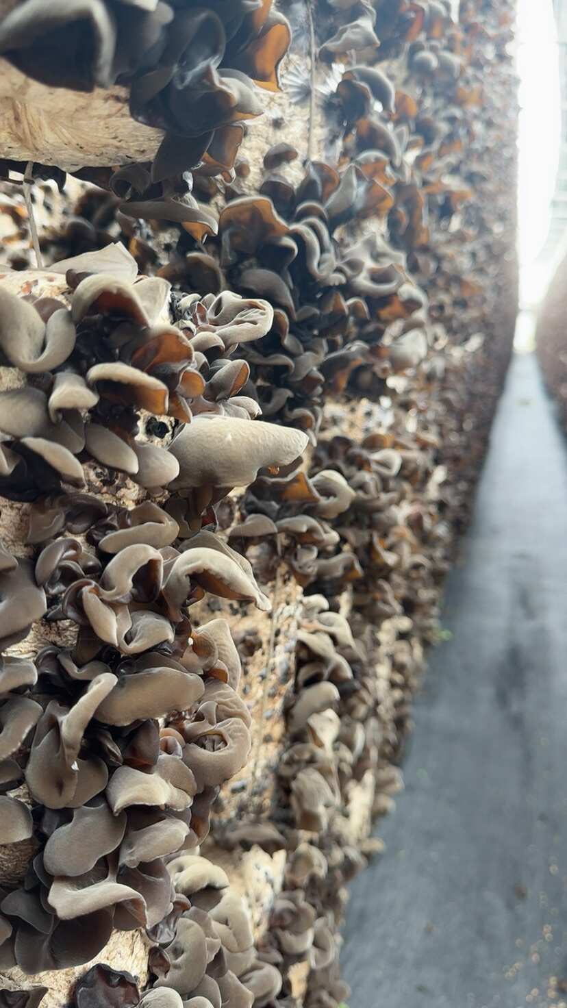 东宁黑木耳头茬