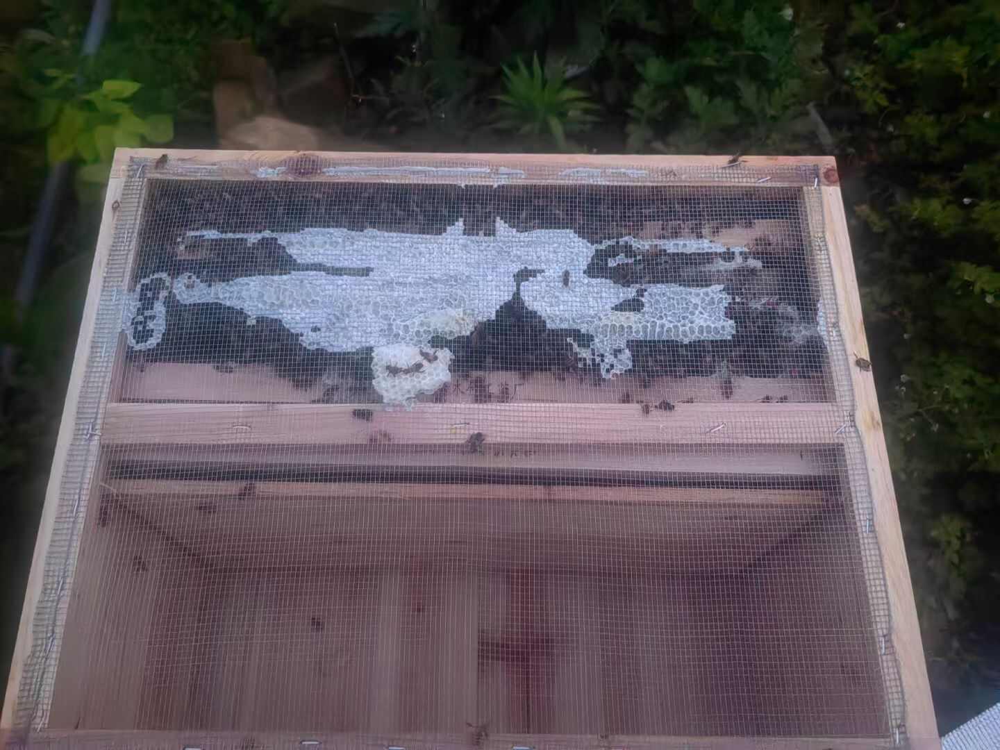 第一次养蜜蜂，不种建议，可我坚持走土蜂蜜，蜂蜜的路