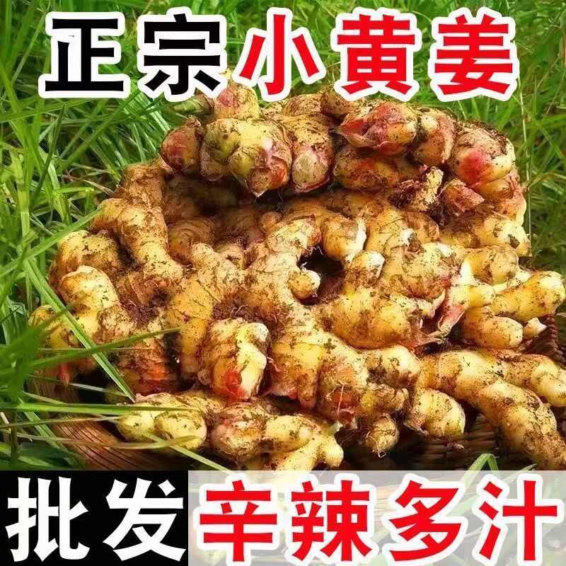 云南小黄姜一件代发市场批发社区团购供货