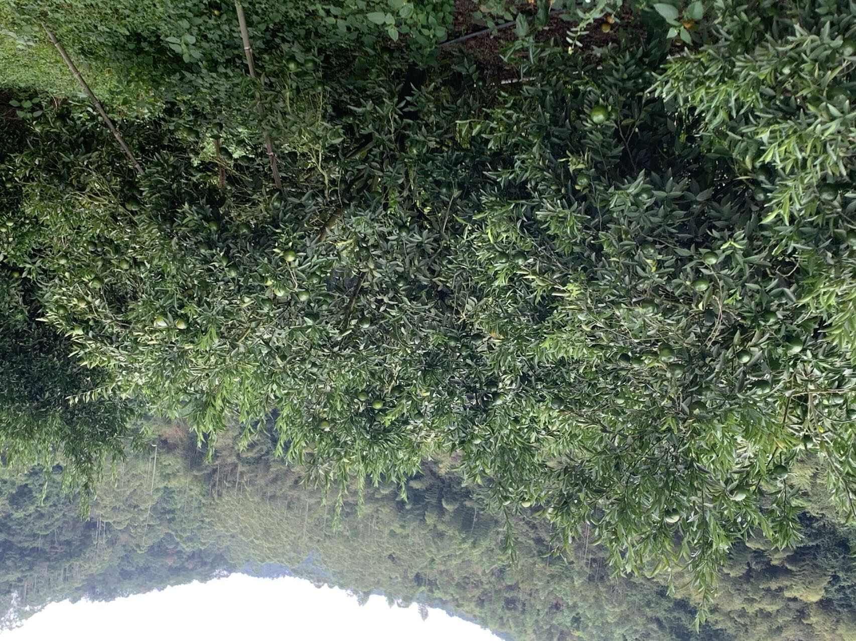 优质鲜果陈皮柑鲜果	果园直销