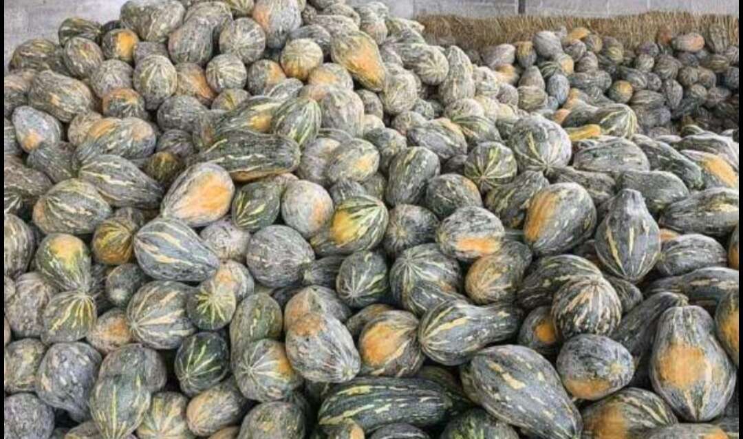 香芋南瓜，万亩基地，品质保障