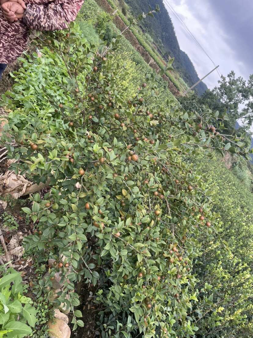 江西丰城油茶树苗优质种苗批发