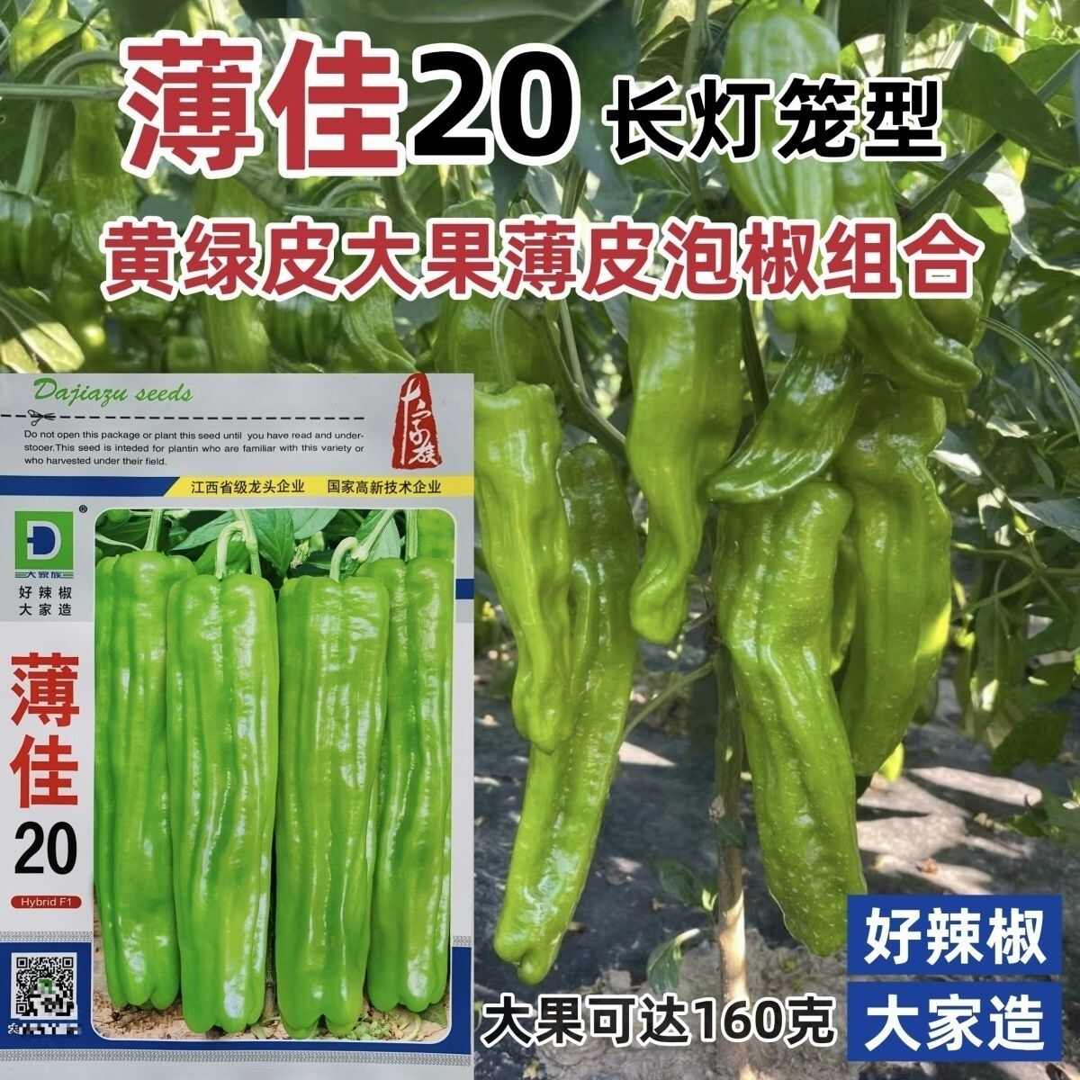 薄佳20薄皮椒种子早熟丰产长灯笼椒青椒种籽味较辣抗病辣椒种子