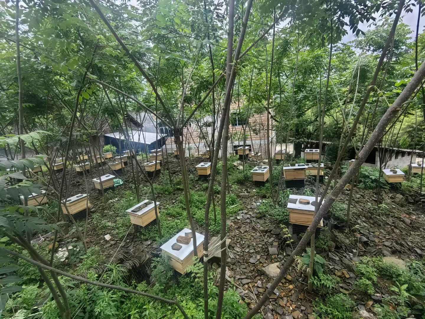 第一次养蜜蜂，不种建议，可我坚持走土蜂蜜，蜂蜜的路