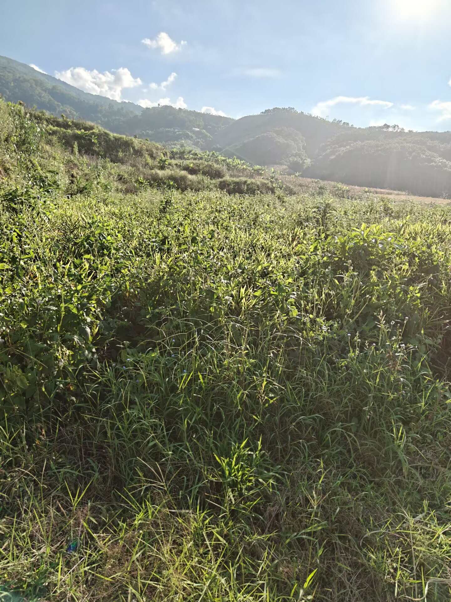 云南小黄姜，生姜，现挖带土，不水洗，2025年新品,量大从优