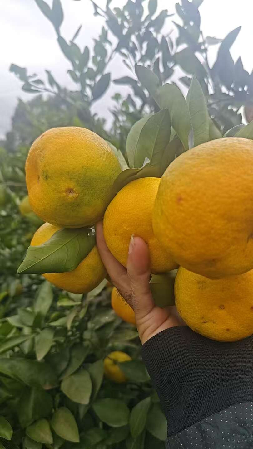 四川资阳新津蜜橘 皮薄口感好