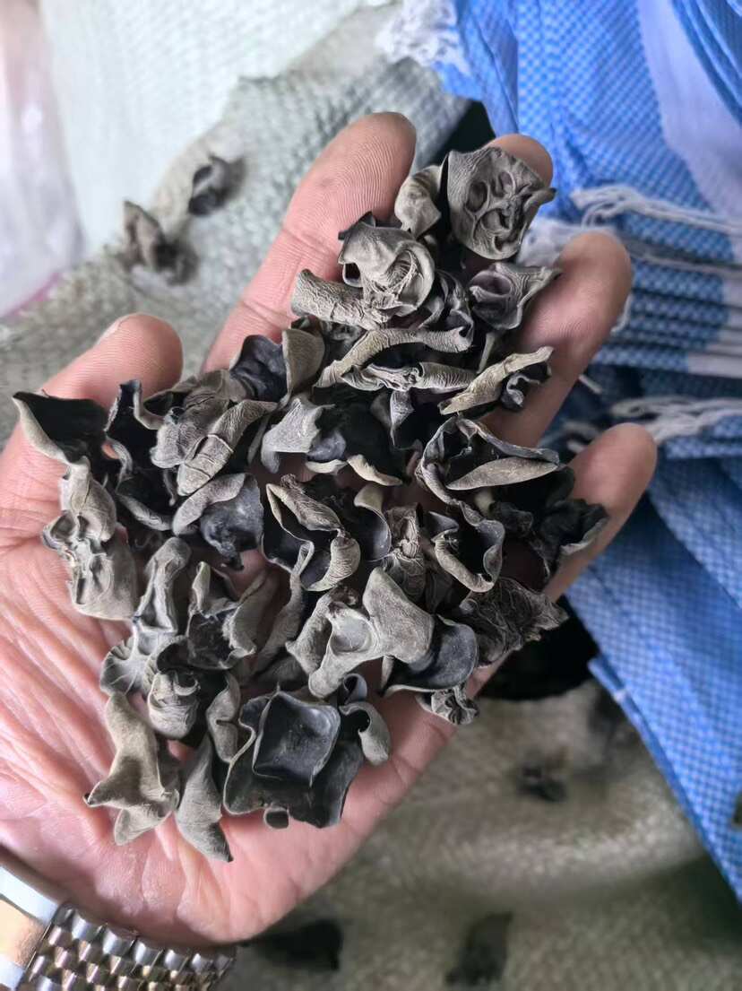 东宁黑木耳头茬