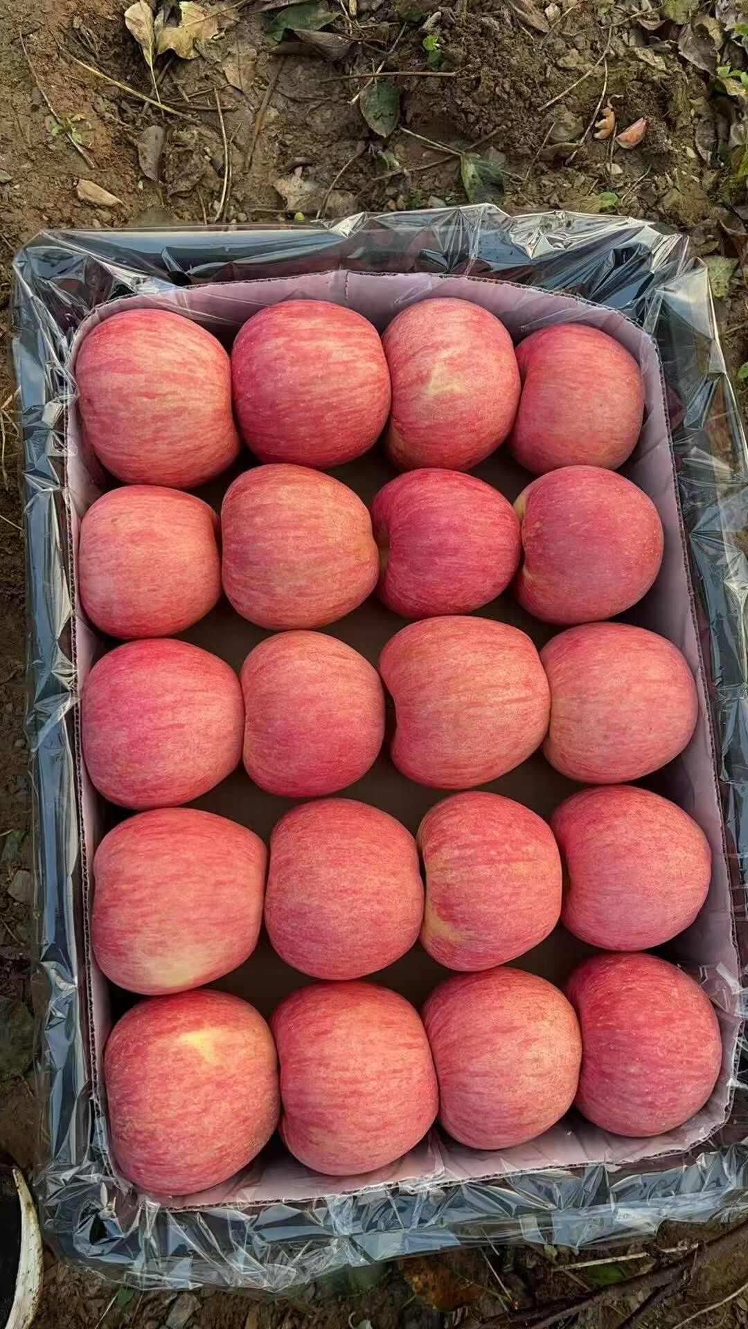 产地直销，精品寒富，一手货源。