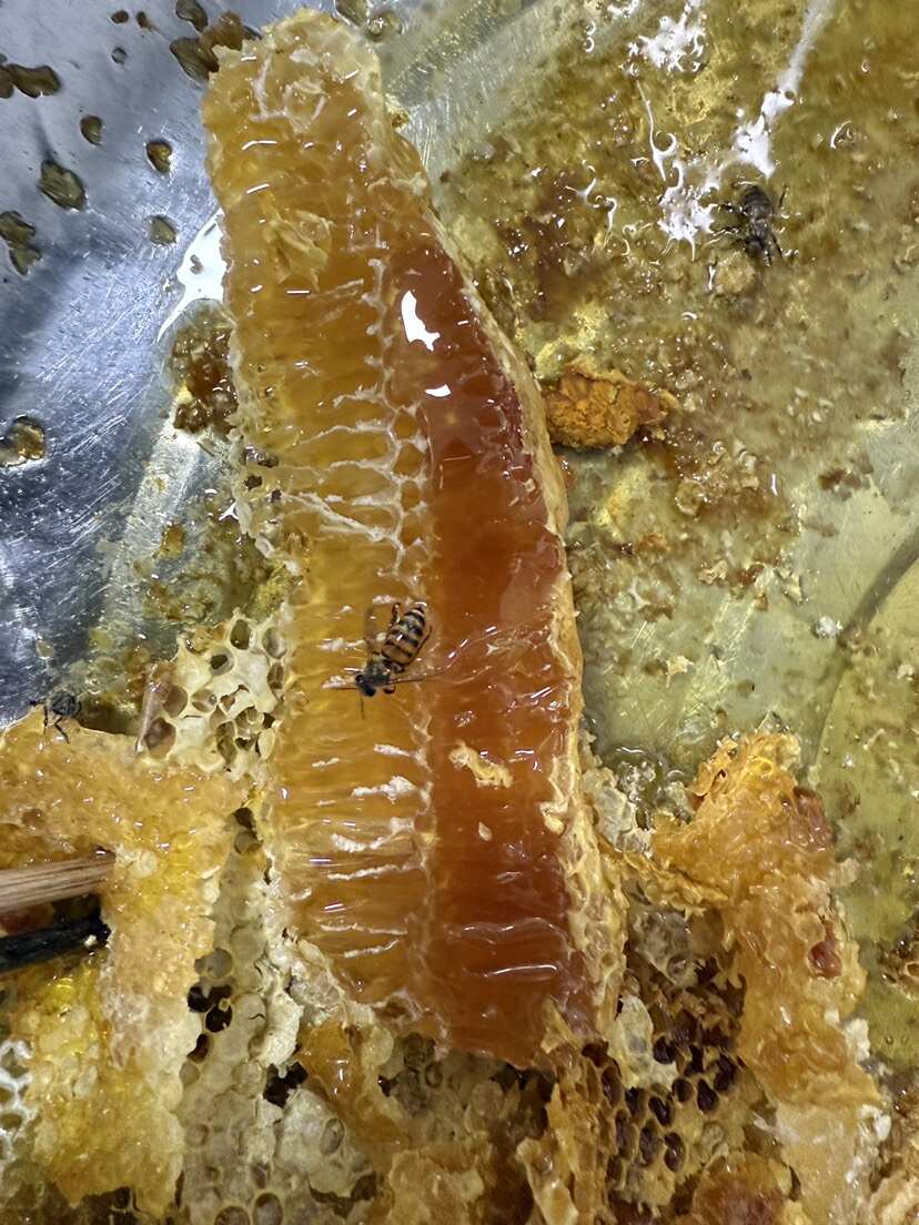 神农架深山百花蜂蜜