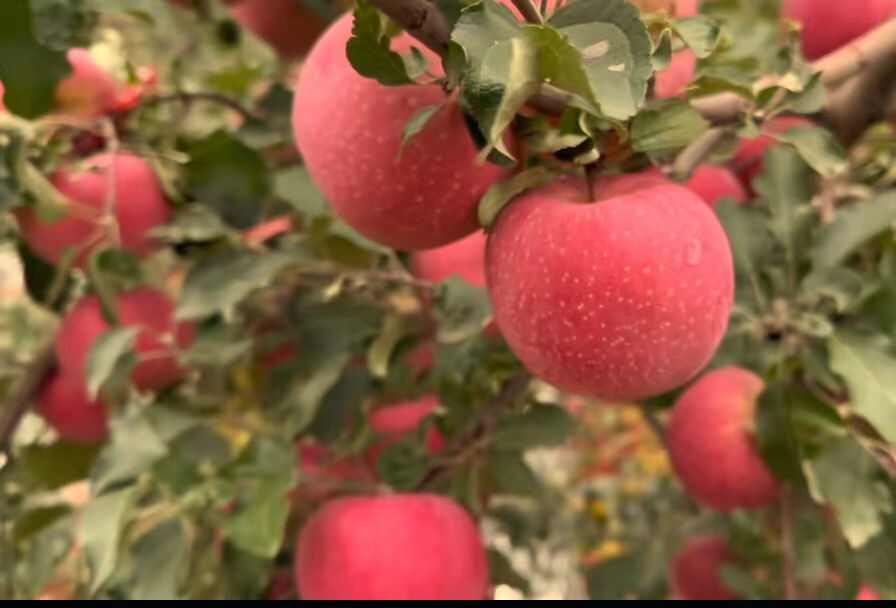 灵宝红富士苹果产地批发货源足价格低