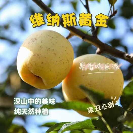 蒙阴县维纳斯黄金苹果