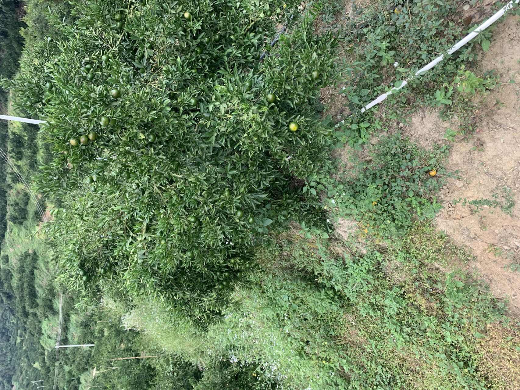 优质鲜果陈皮柑鲜果	果园直销