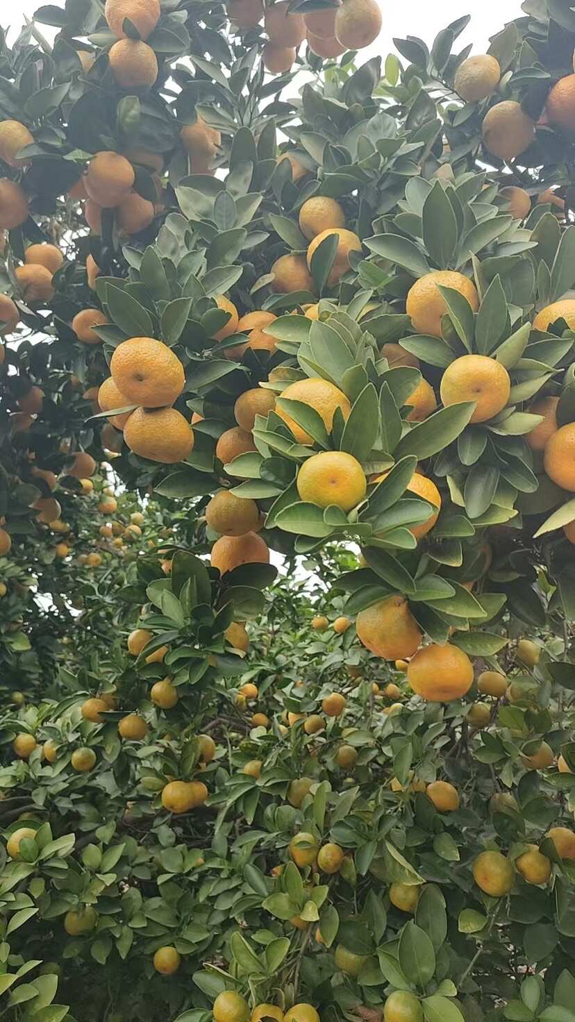 新余蜜桔，甜而不酸，化渣爽口