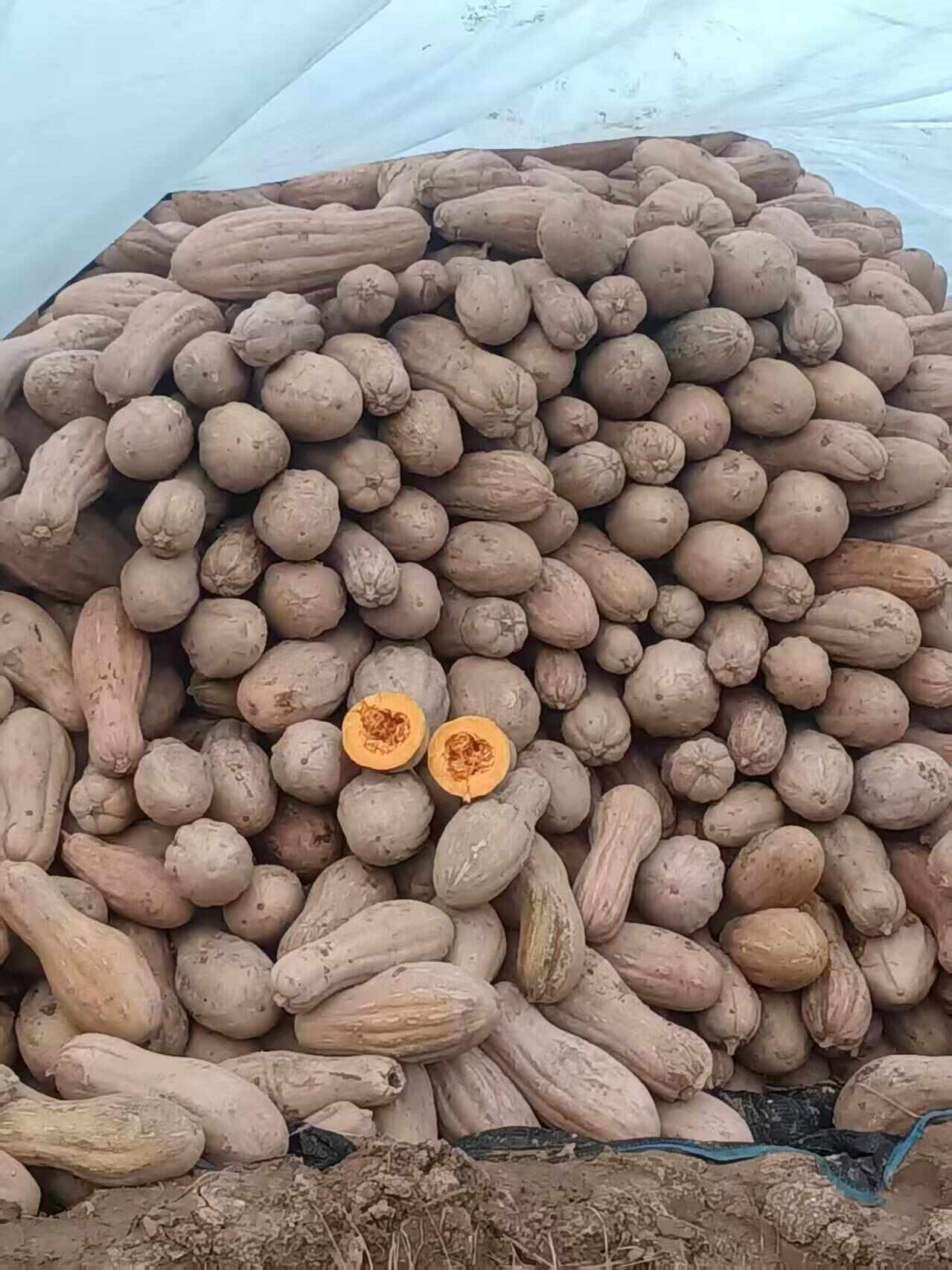 精品南瓜