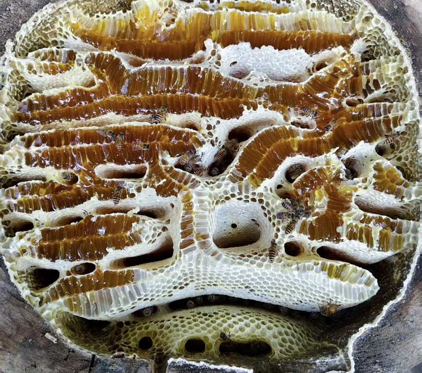 神农架深山百花蜂蜜