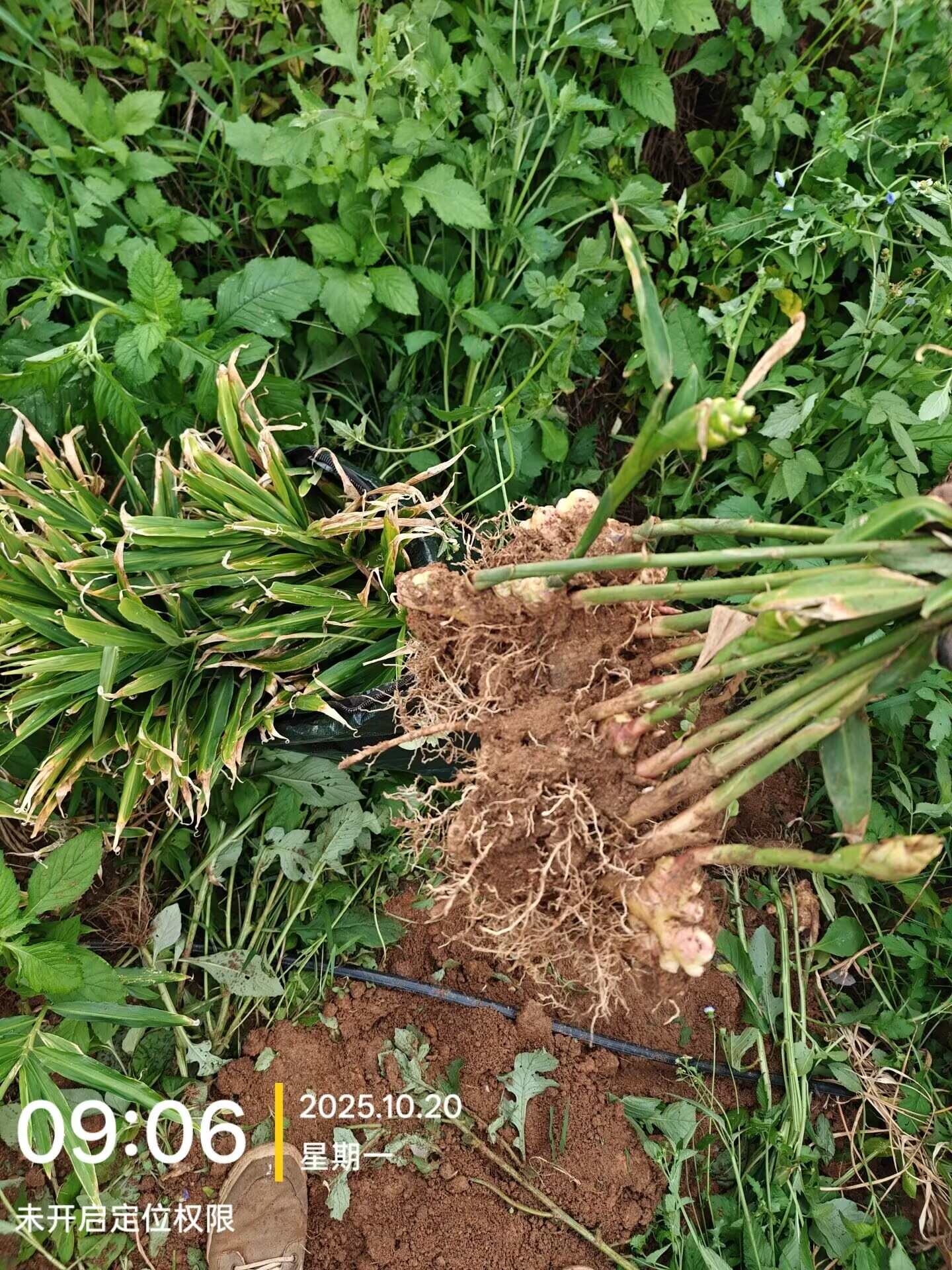 云南小黄姜，现挖现发，不水洗
