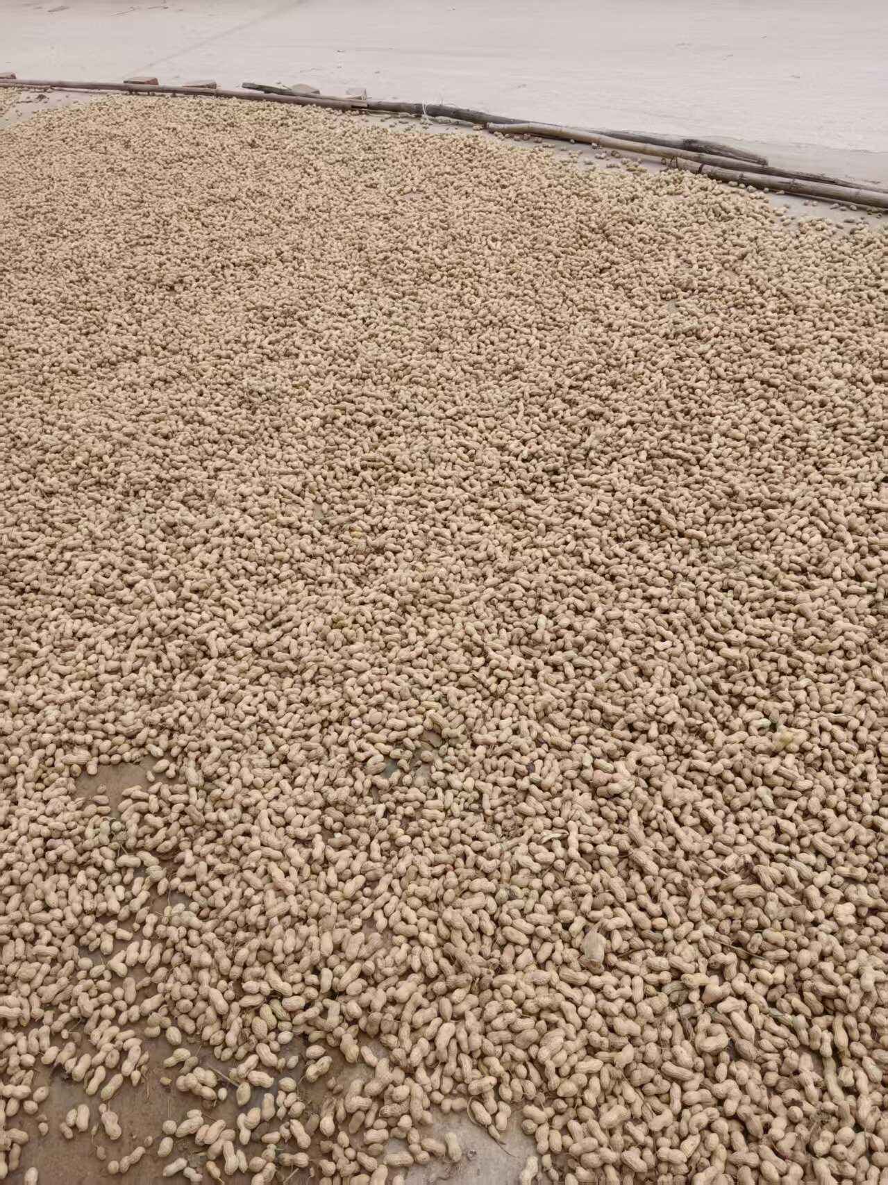 湿花生，花育25，新出土颗粒饱满，果子甘甜