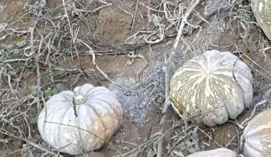 产地山西 鸿运南瓜 贝贝南瓜 量大精品