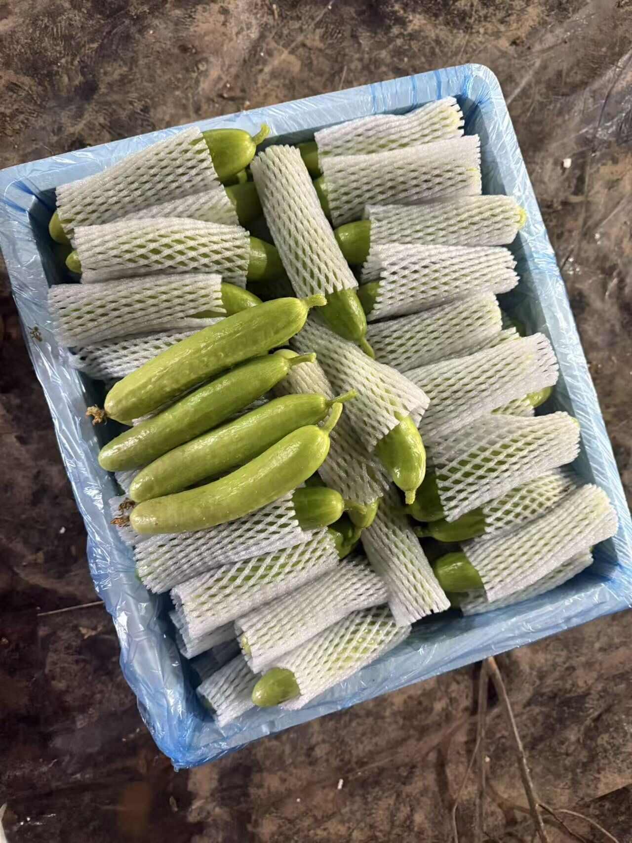 奶油黄瓜，基地直发