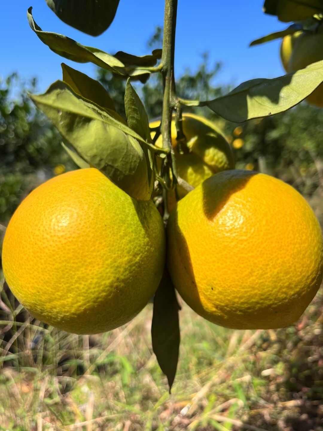 江西赣南信丰脐橙现摘现发当季新鲜水果酸甜整箱9-10斤