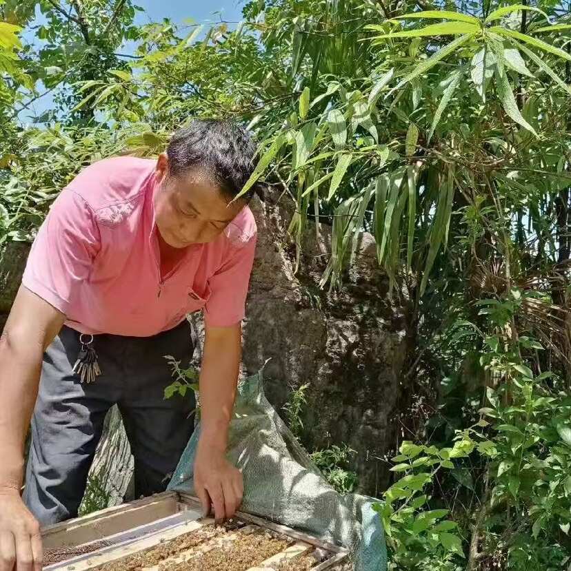 大力土蜂蜜（重庆南川山王坪殷家溪）