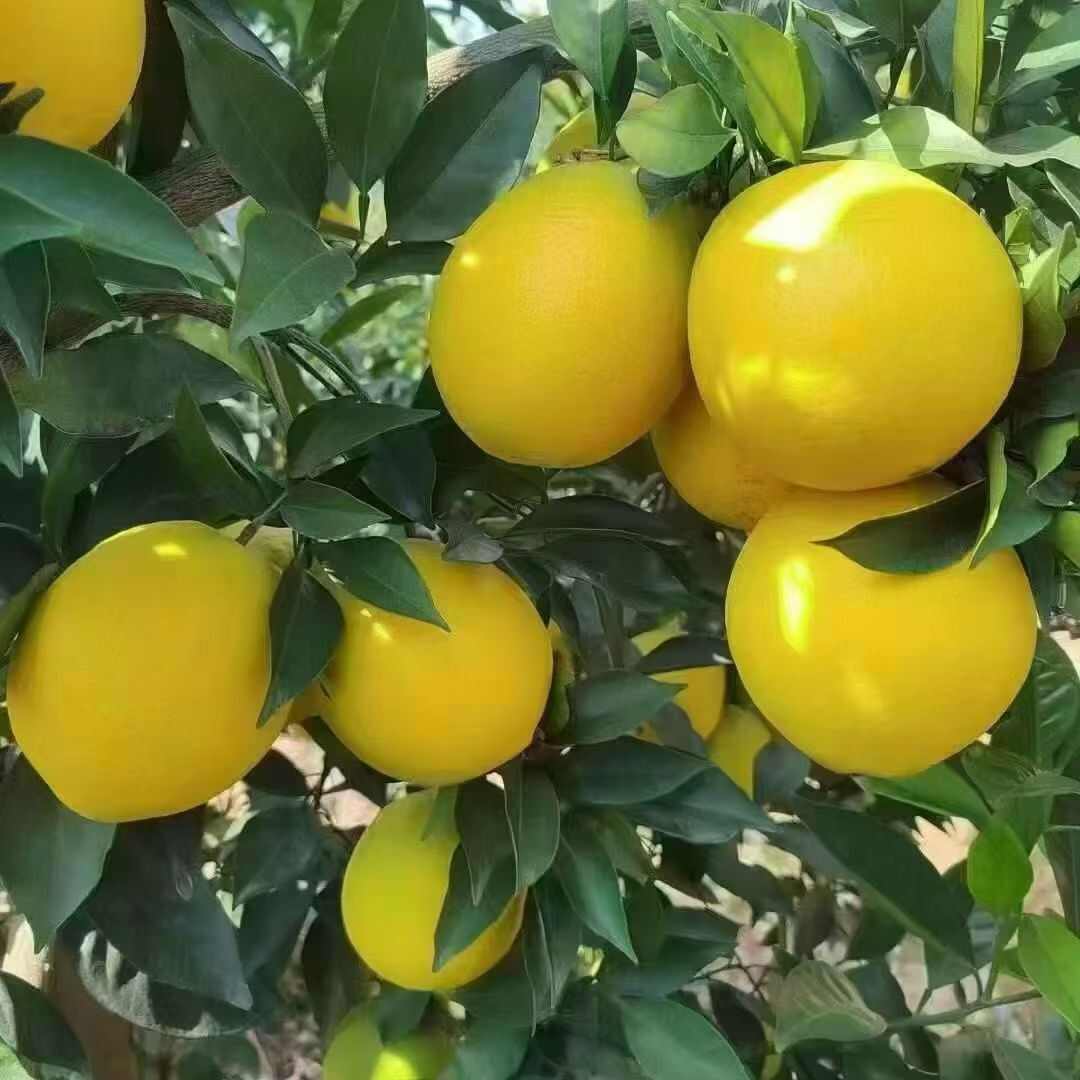 江西赣南脐橙。