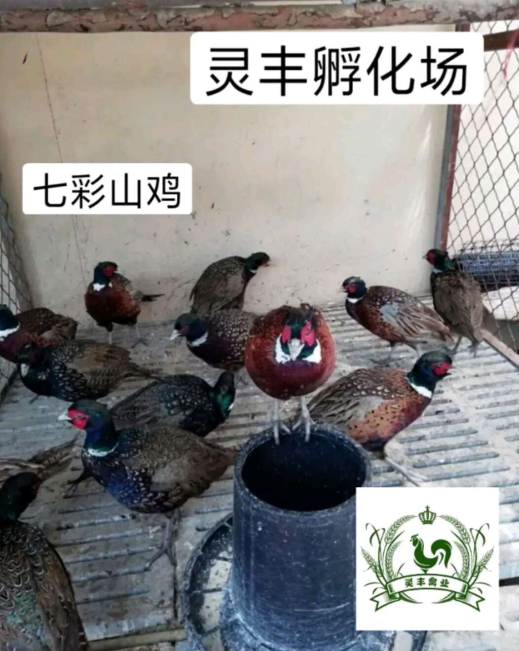 脱温七彩山鸡，8两-1斤，成年山鸡公母，