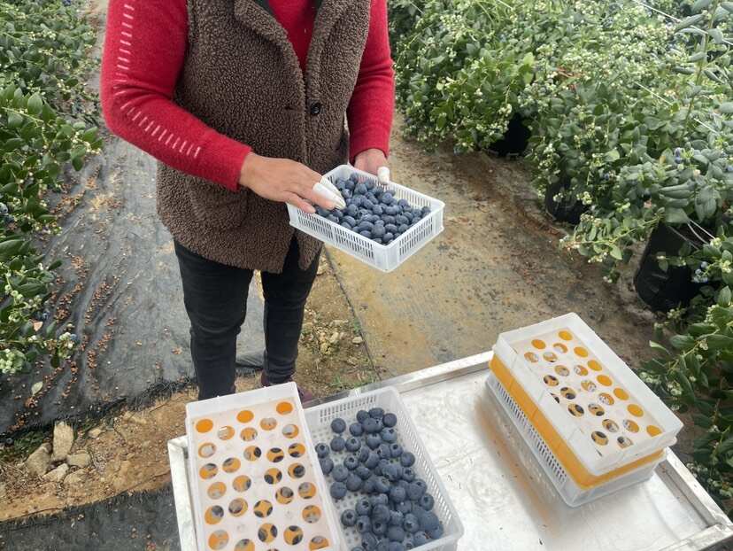 大凉山蓝莓