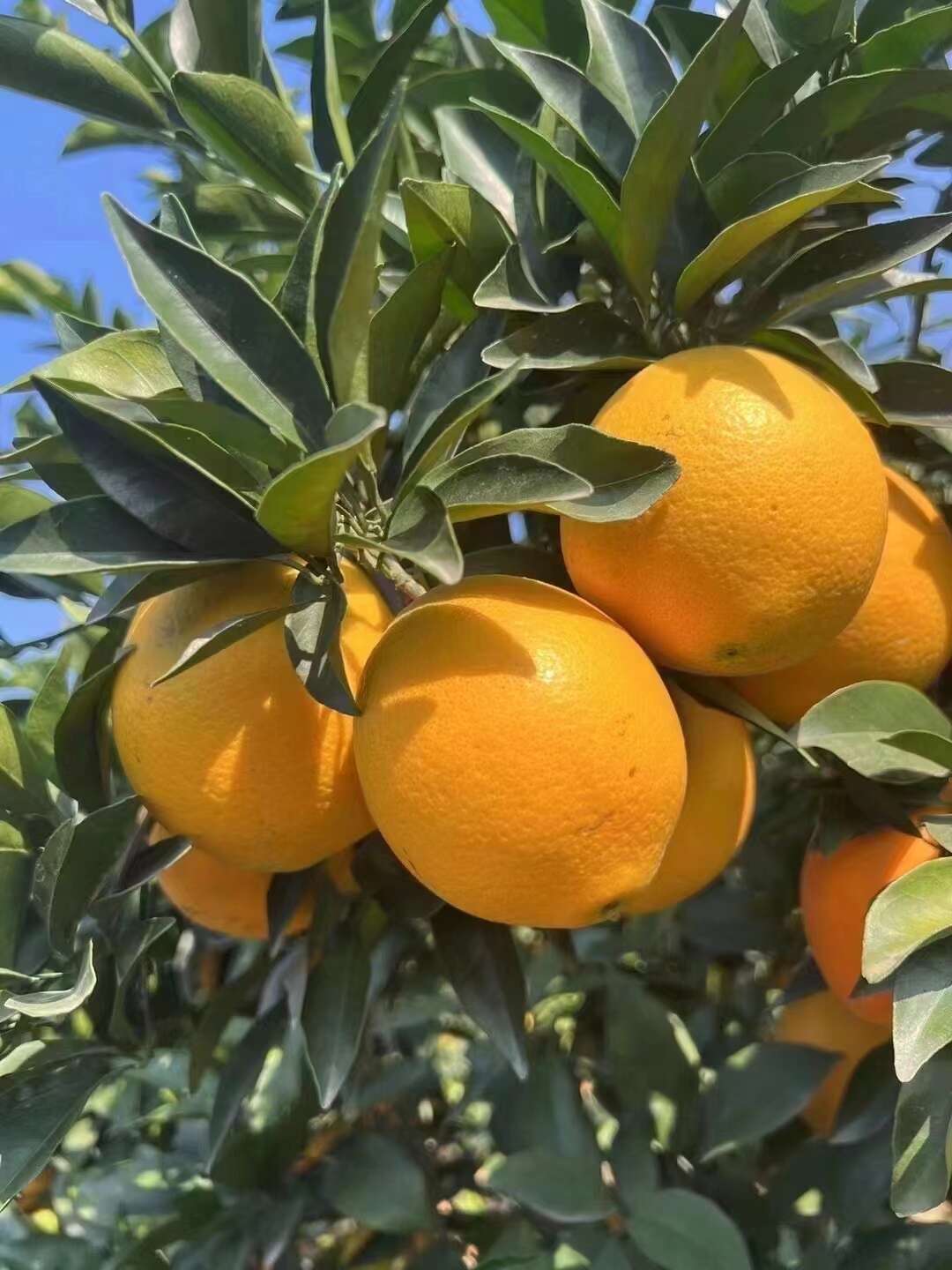 江西信丰纽荷尔橙 新鲜采摘柑橘类水果
