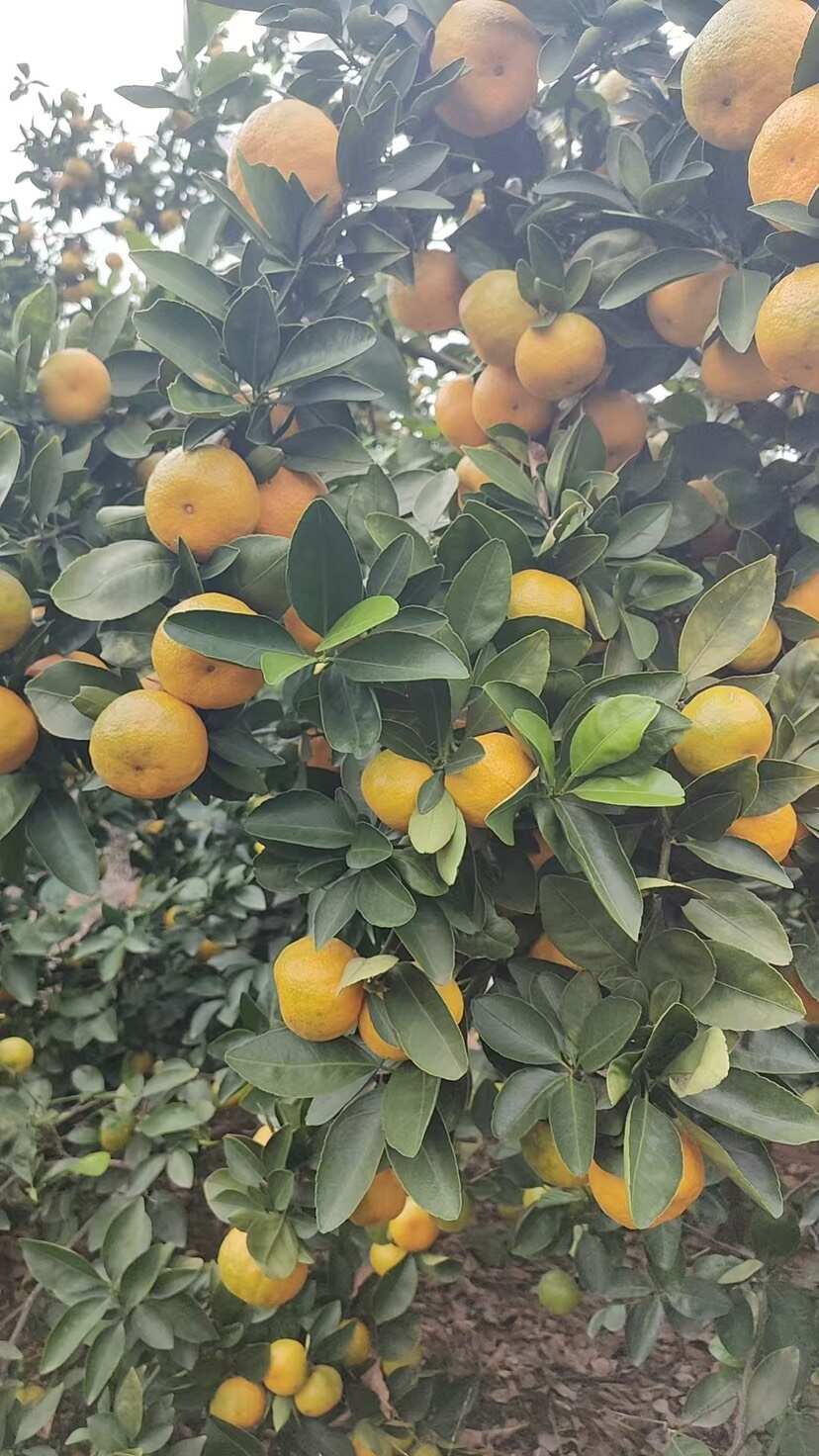 新余蜜桔农场直供，果面干净，大小均匀