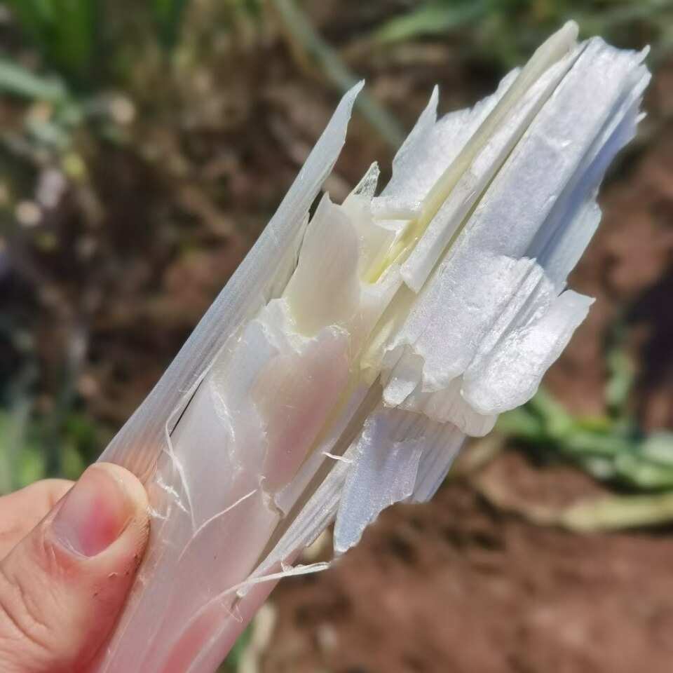 章丘大葱葱高杆白味脆甜