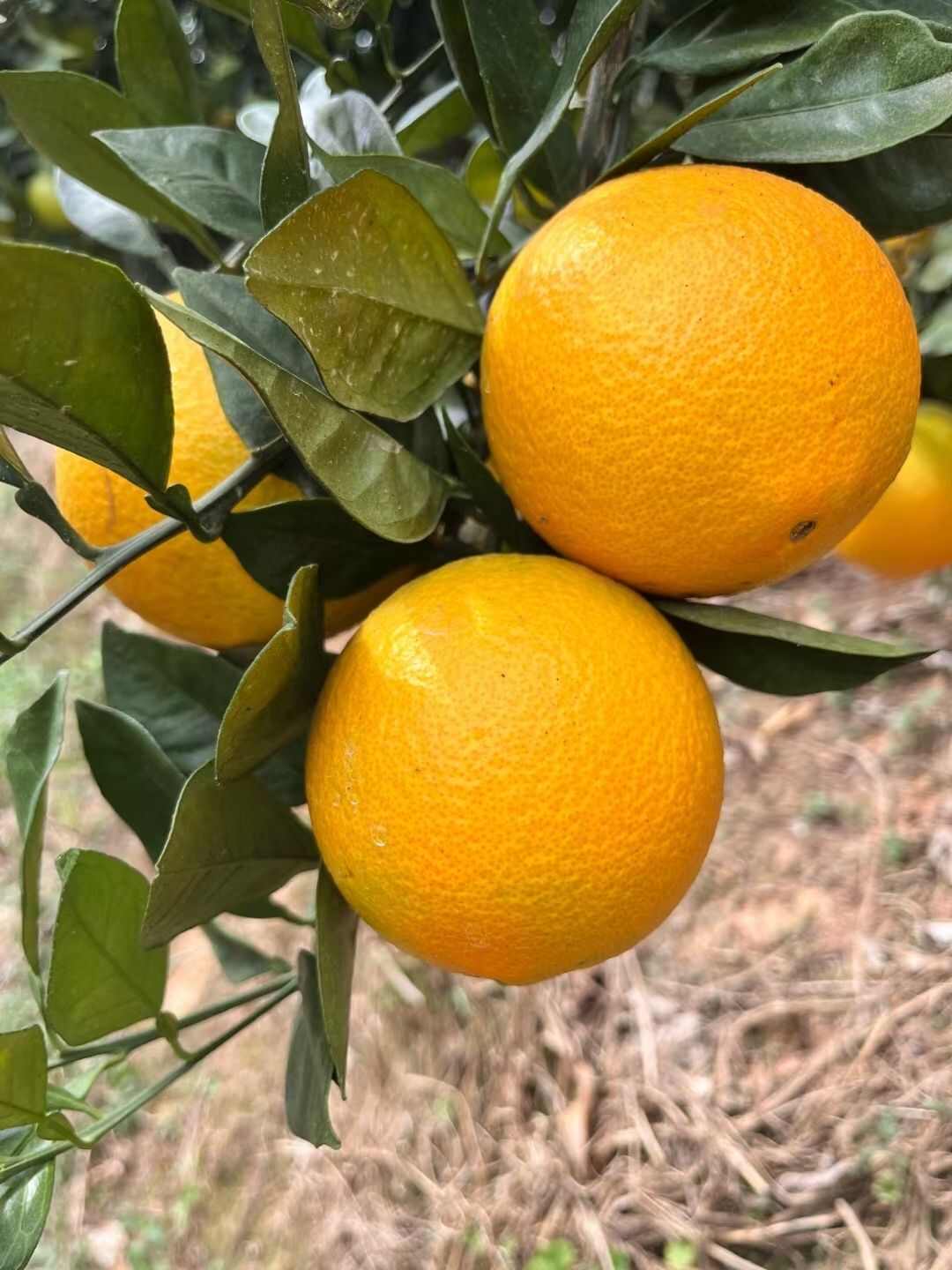 江西赣南信丰脐橙现摘现发当季新鲜水果酸甜整箱9-10斤