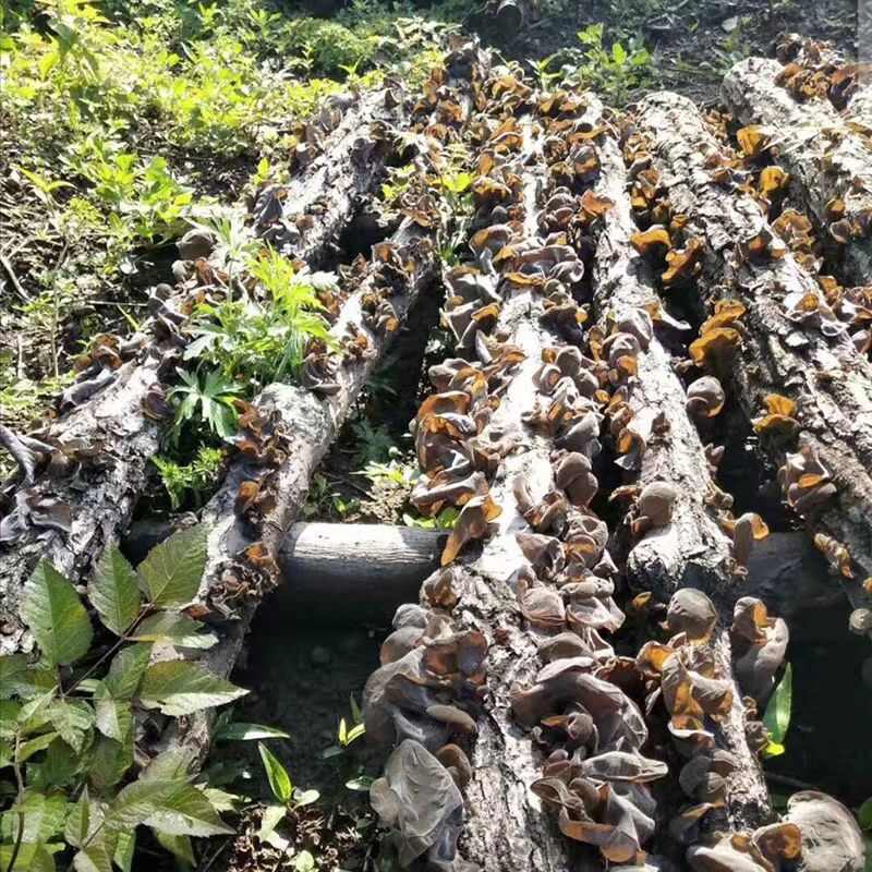 陇南康县黑木耳