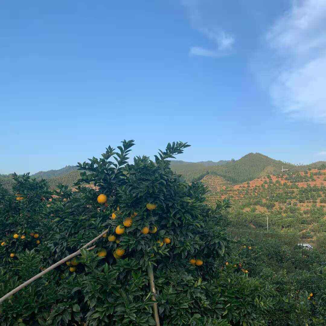 江西赣南信丰脐橙现摘现发当季新鲜水果酸甜整箱9-10斤