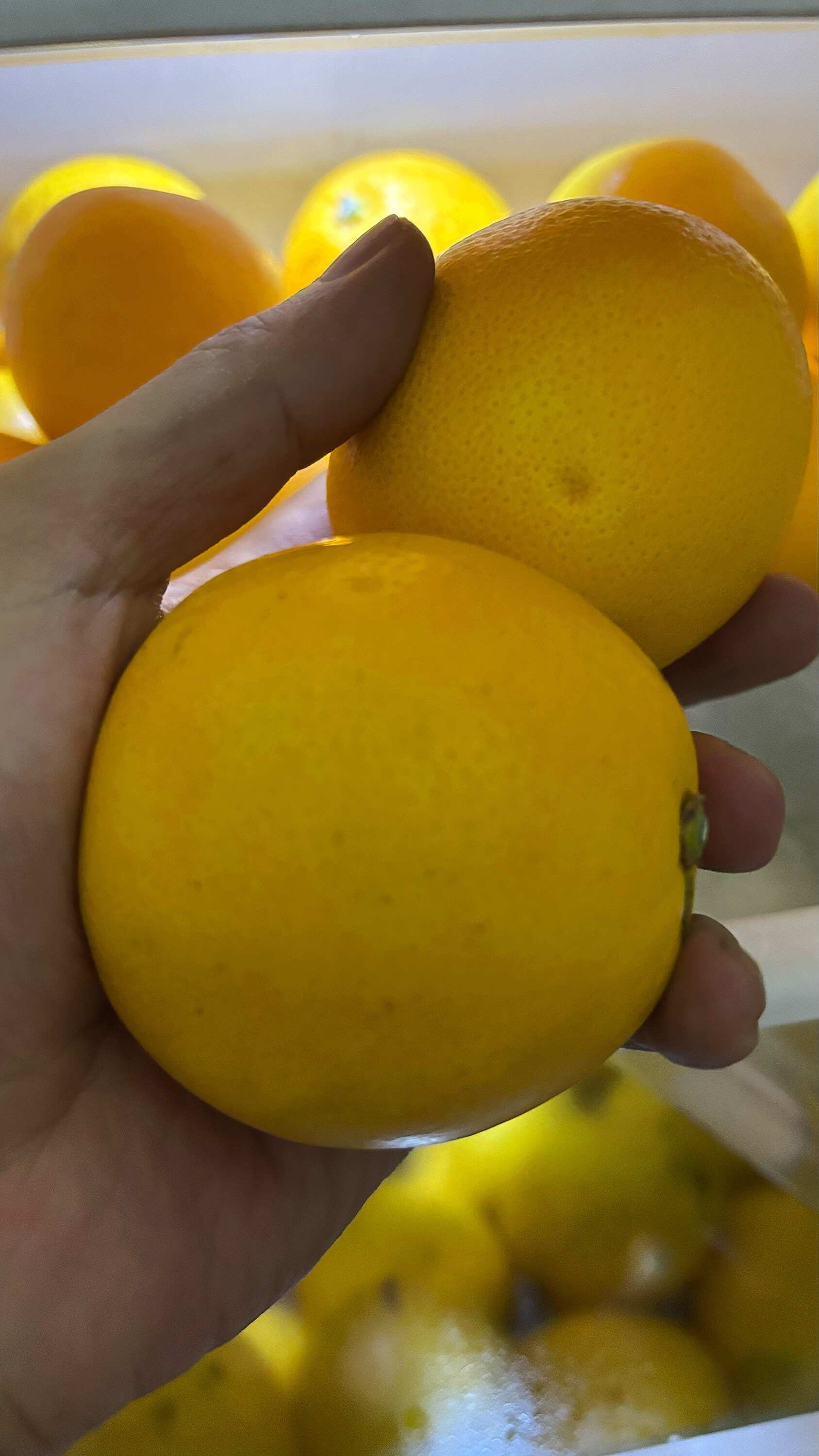 江西赣南信丰脐橙现摘现发当季新鲜水果酸甜整箱9-10斤