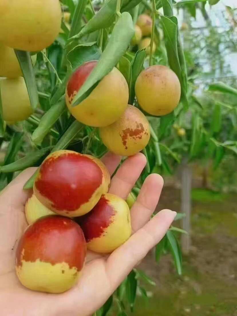 沾化冬枣