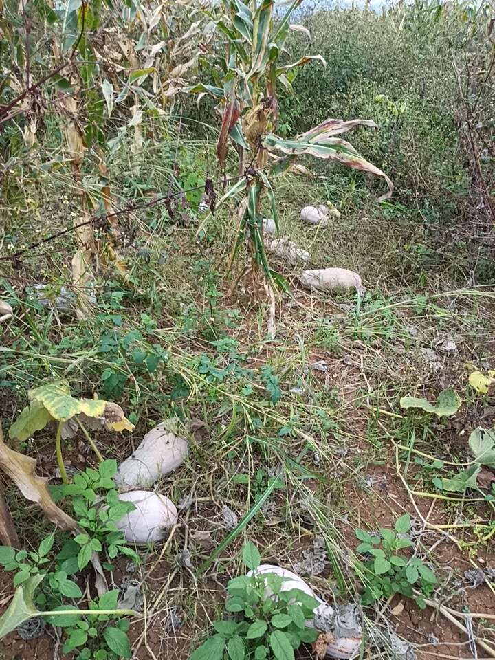 本地老南瓜，农家自种，单季新鲜，精选高品质。