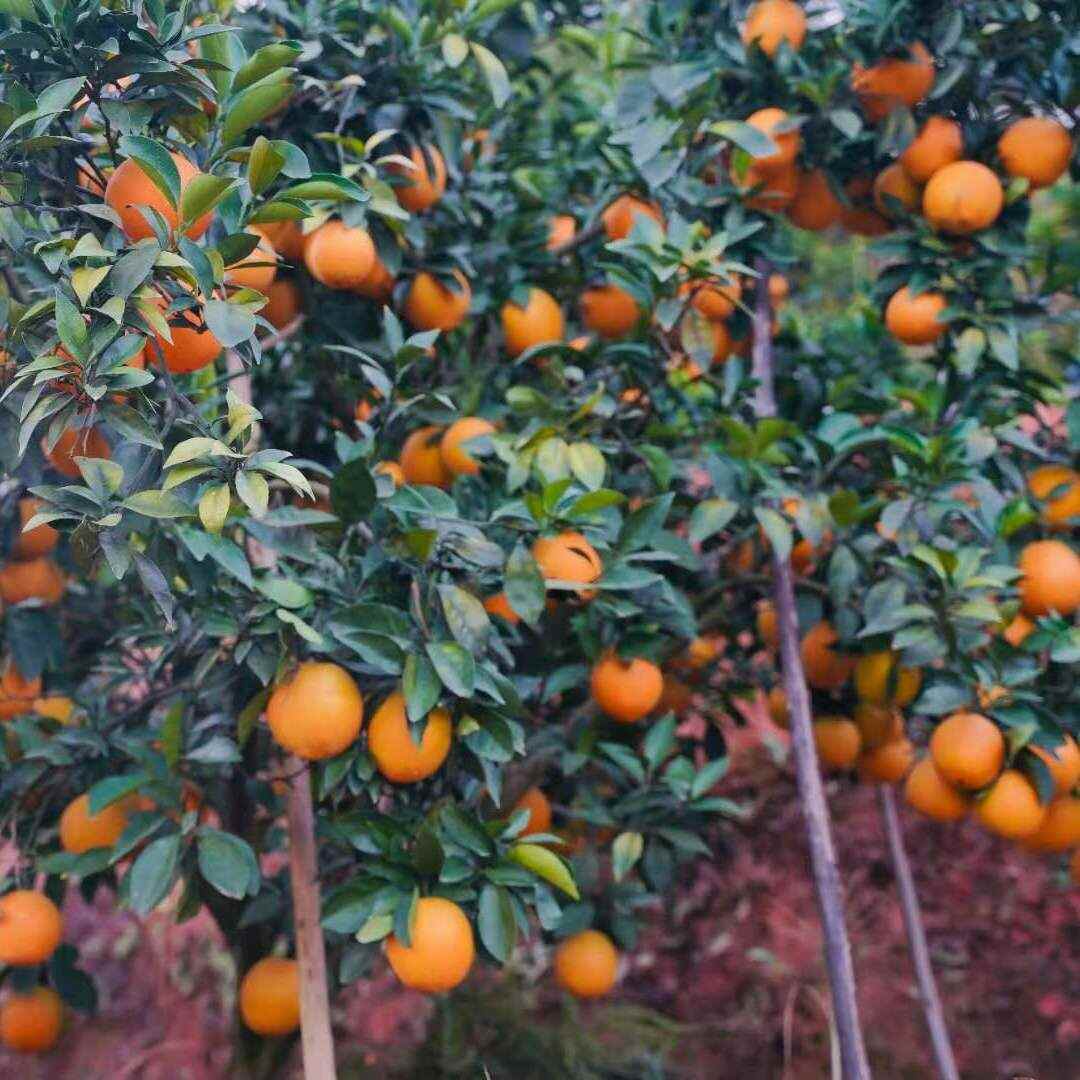江西赣南信丰脐橙现摘现发当季新鲜水果酸甜整箱9-10斤