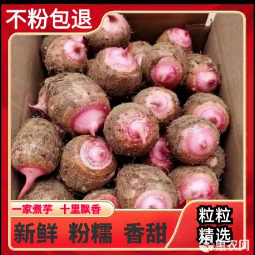 广西红芽芋产地一手货源,承接电商，，多多买菜产地大量供应
