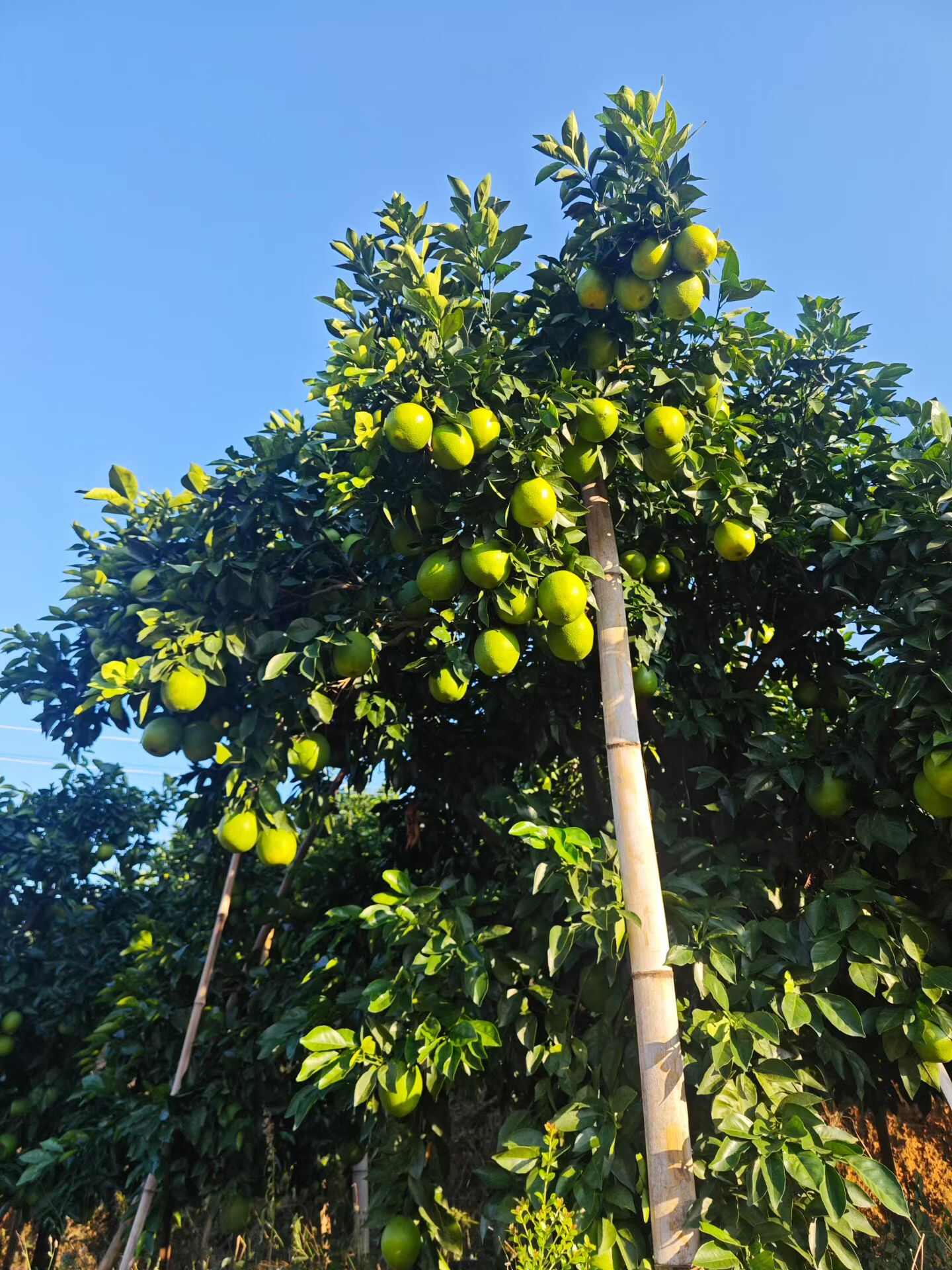 江西赣南脐橙。