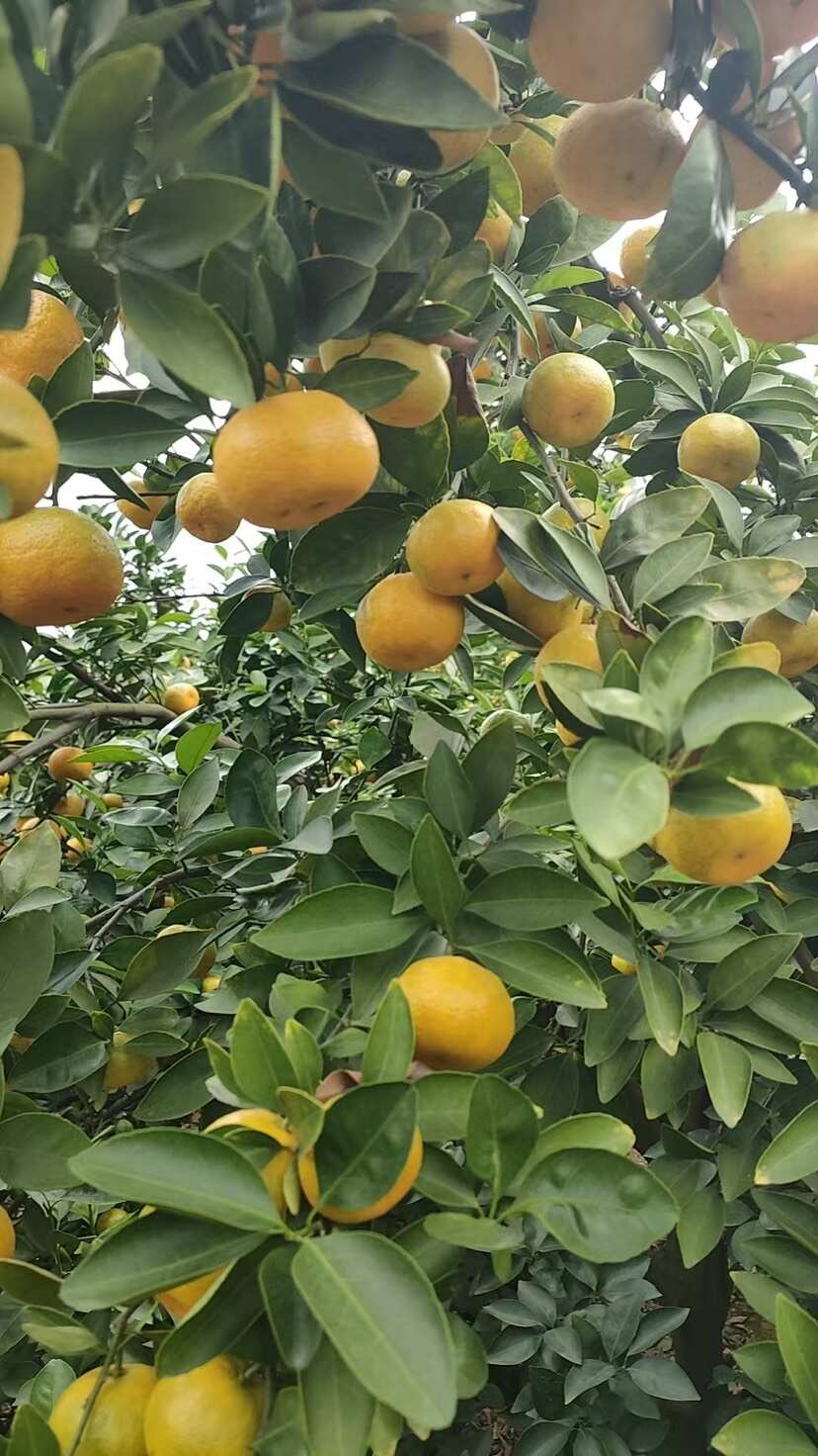 新余蜜桔农场直供，果面干净，大小均匀