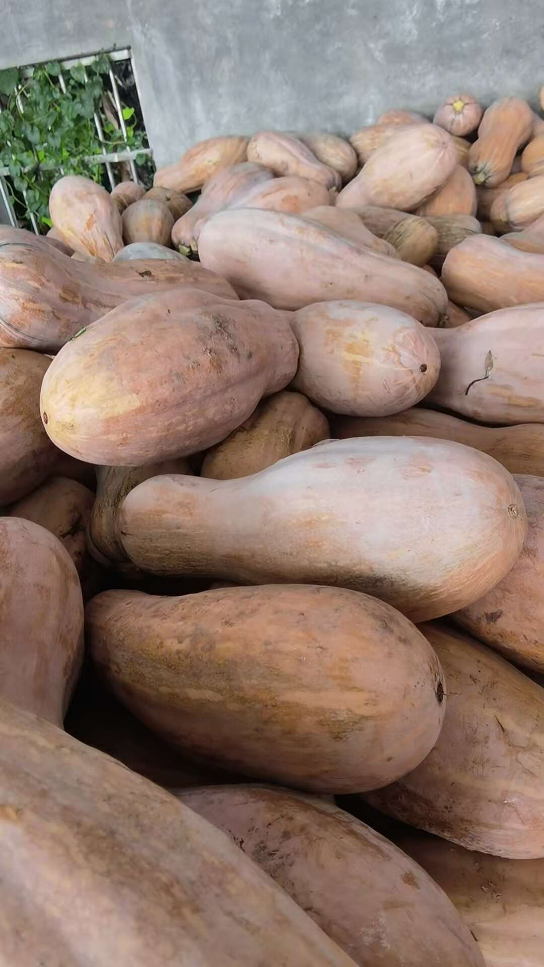 南瓜