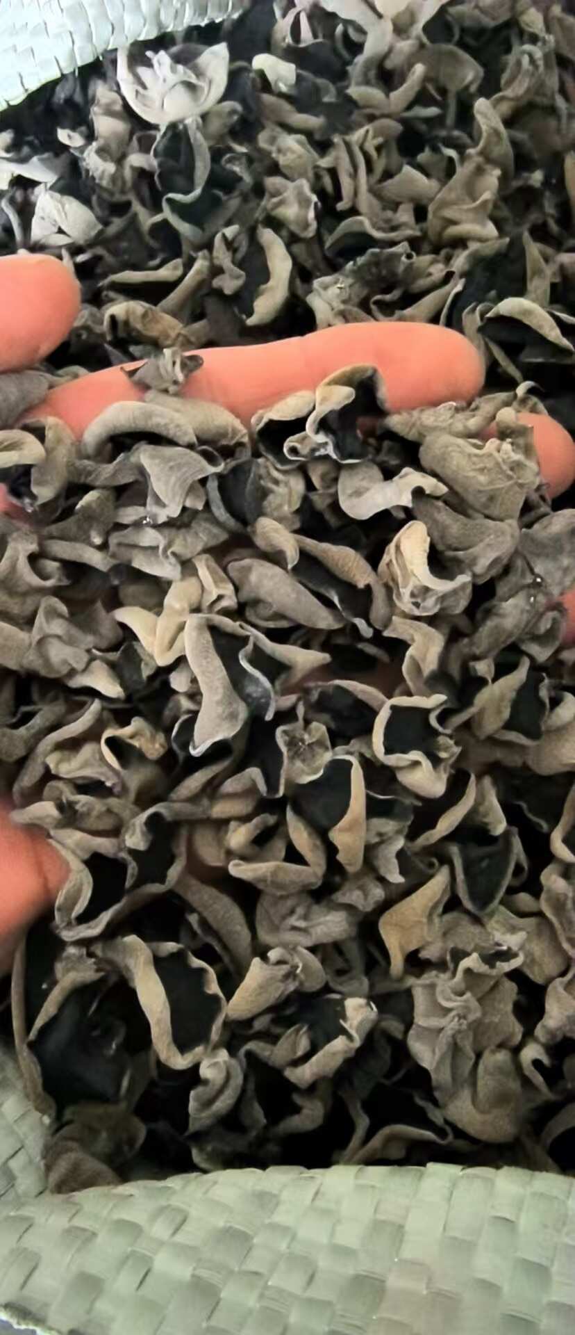 东宁黑木耳大地泡发比高常年批发原产地