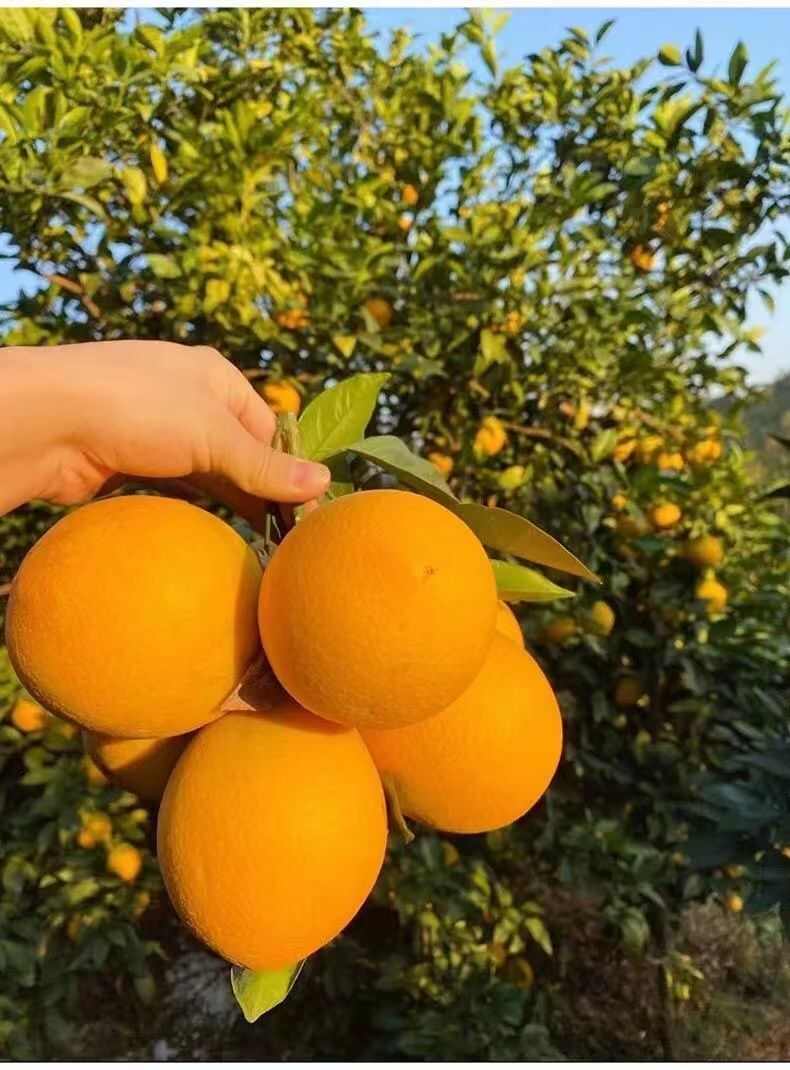 江西赣南信丰脐橙现摘现发当季新鲜水果酸甜整箱9-10斤