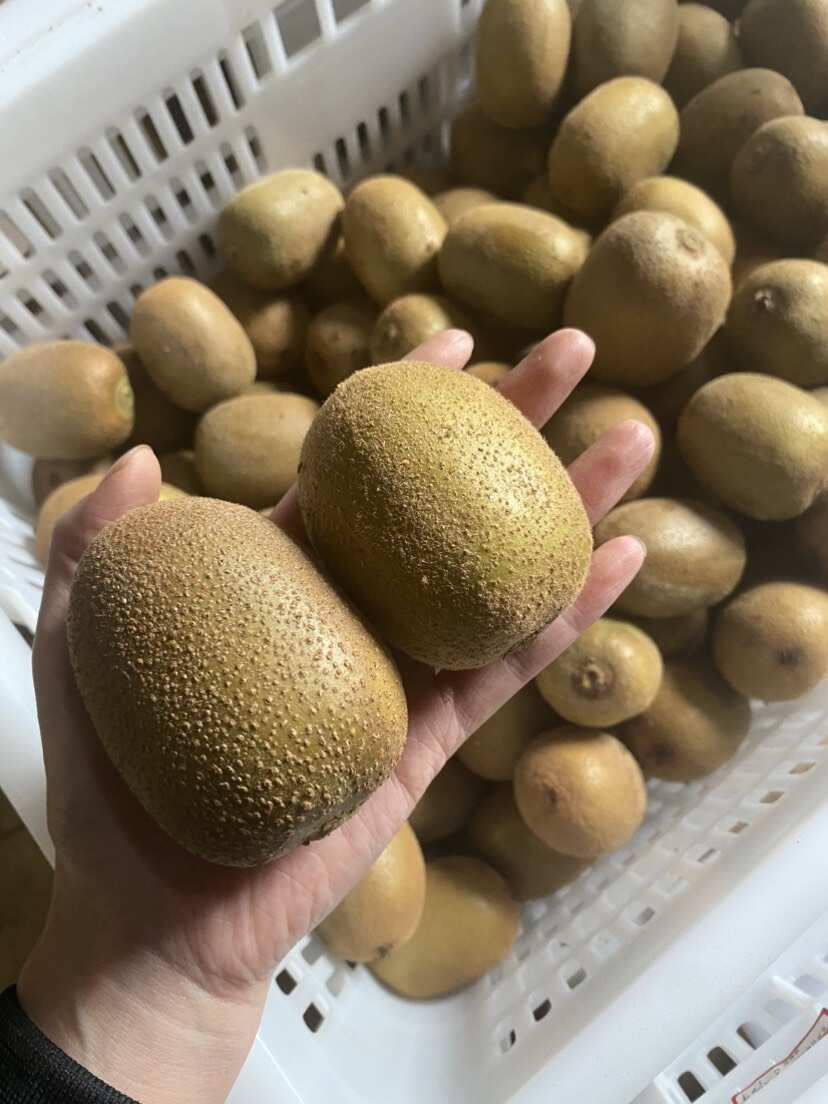 黄心猕猴桃，无膨大剂